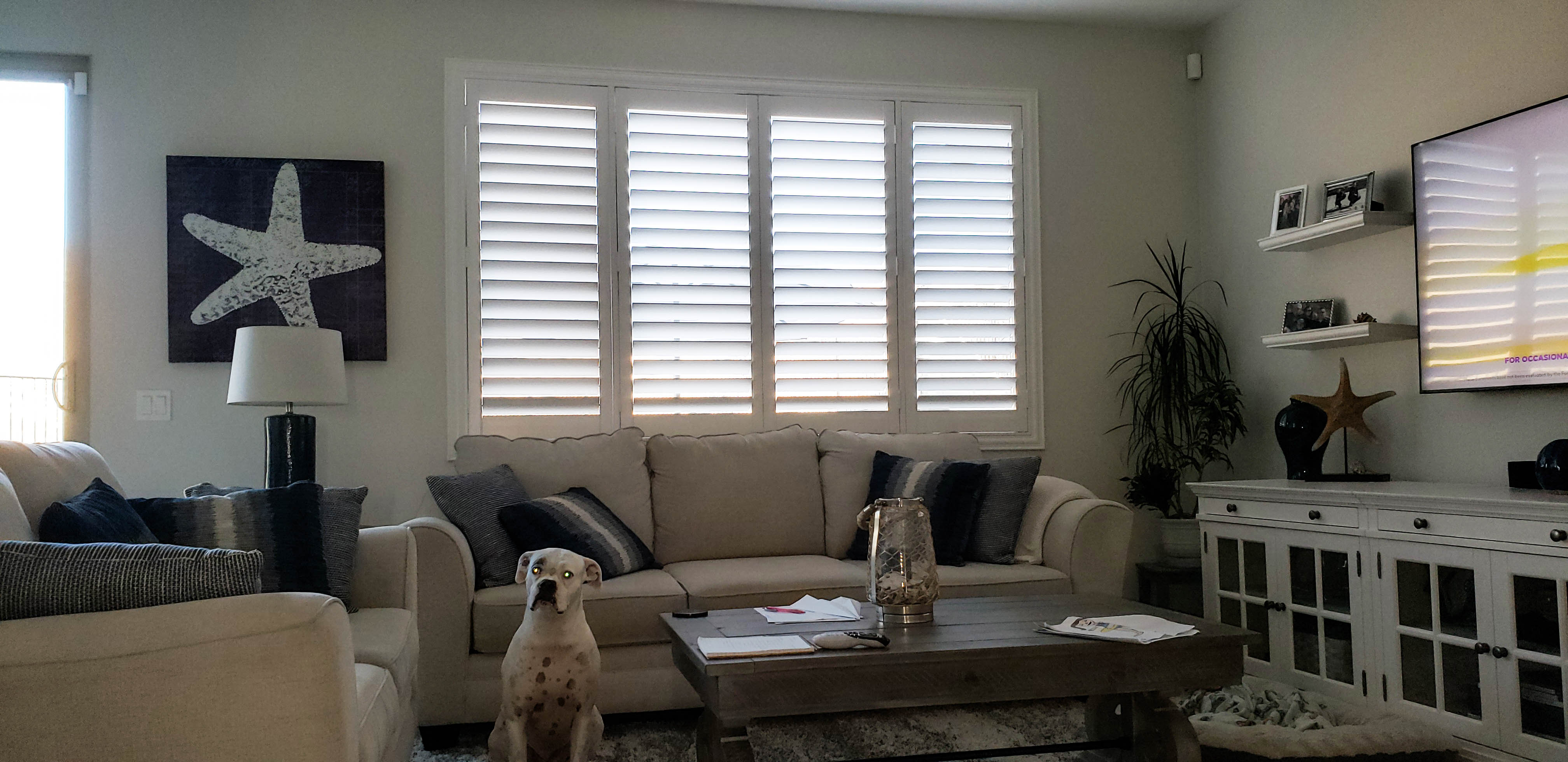 Interior Shutters in Winchester, California (Beautiful Dog Not Included)